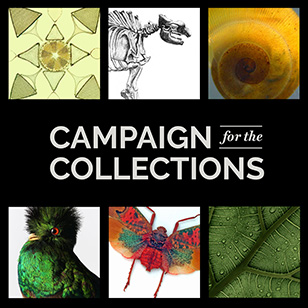 Campaign for the Collection. A collage of images from the Academy's collection.